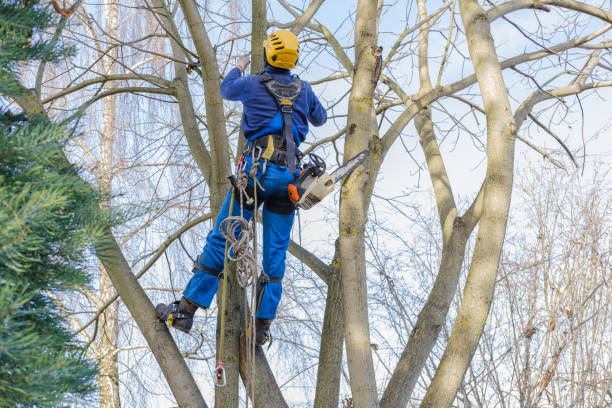 Trusted Panorama Village, TX Tree Care Experts